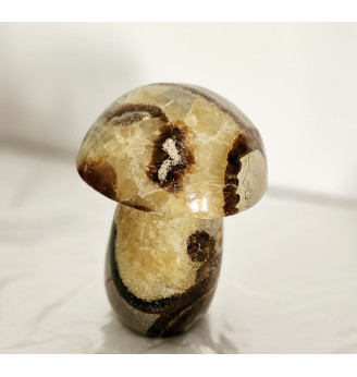 Septaria gros champignon .