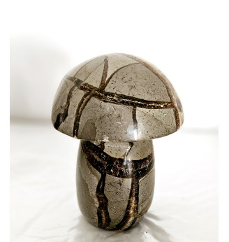 Septaria gros champignon .