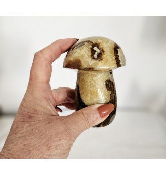 Septaria gros champignon .