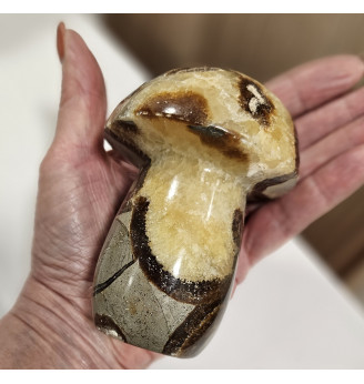 Septaria gros champignon .