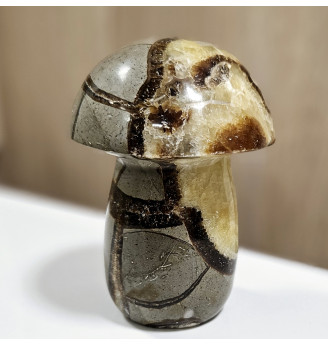 Septaria gros champignon .