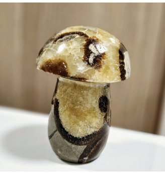 Septaria gros champignon .