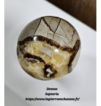 Septaria gros champignon .