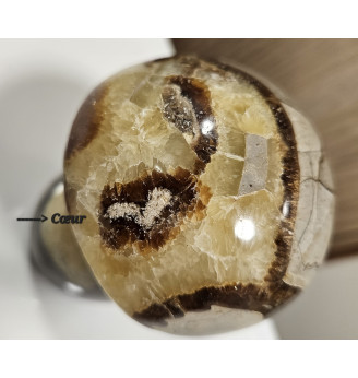 Septaria gros champignon .