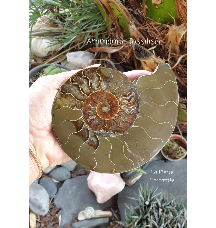 2 Véritables Ammonites Fossiles - Spécimen Pierres & Minéraux De Madagascar - Collection & Décoration